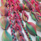 Sour Belt Festival Braid Tie In's
